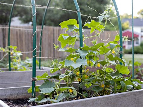 Can You Plant A Seed From A Cucumber Gardening Tips And Tricks