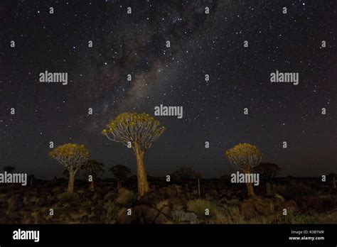 Quiver Trees Landscape At Night With Milky Way Namibia Stock Photo Alamy