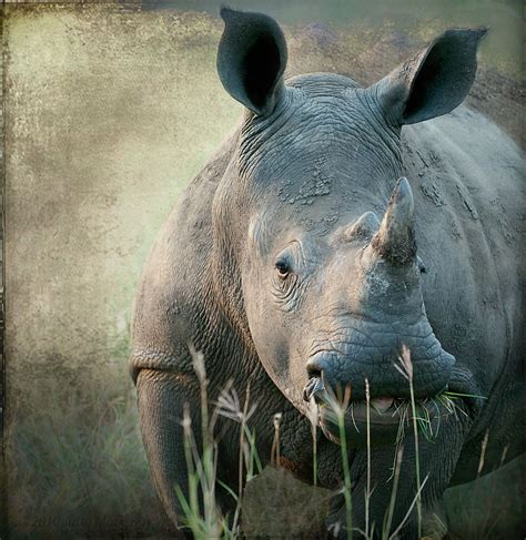 Save The White Rhino Happy Animals Wild Animals Save The Rhino White