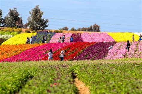 Visiting The Carlsbad Flower Fields