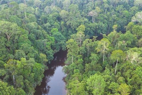 The plants and trees in the rainforest grow to different heights. Tropical Rainforest Biome: Location, Temperature ...