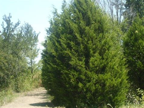 Facts About Cedar Trees Learn How To Care For A Cedar Tree