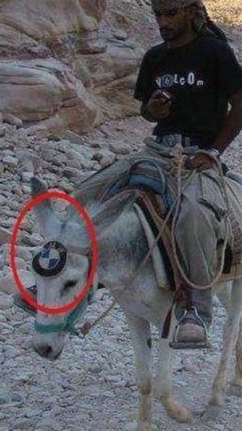 Donkey Bmw Funny Pictures Funny Pics