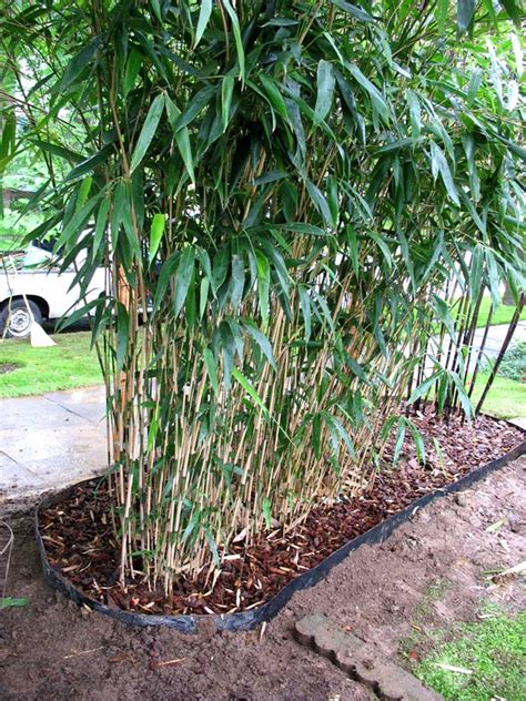 See more ideas about black bamboo, garden design, bamboo garden. Bamboo price list