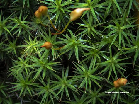 Polytrichum Commune Moss Herbs Botanist