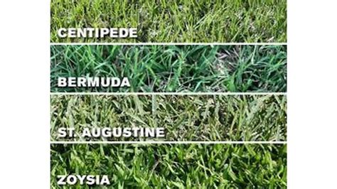 Difference Between Korean And Mexican Carpet Grass కోసం చిత్ర ఫలితం