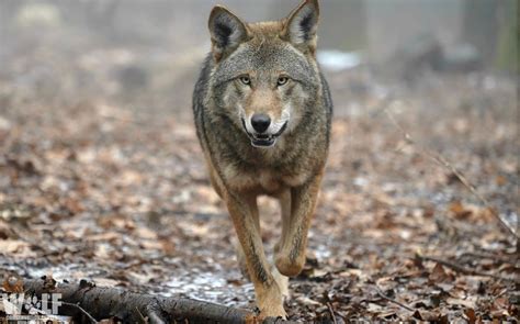 Rare Red Wolf Takes On Critical Role In Red Wolf Recovery Wolf