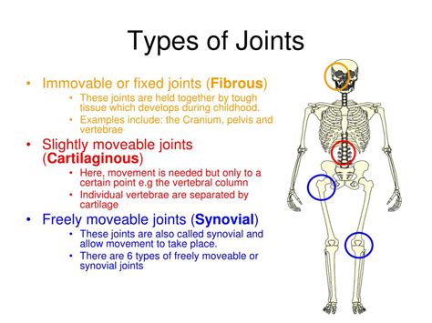 Types Of Joints And Their Functions
