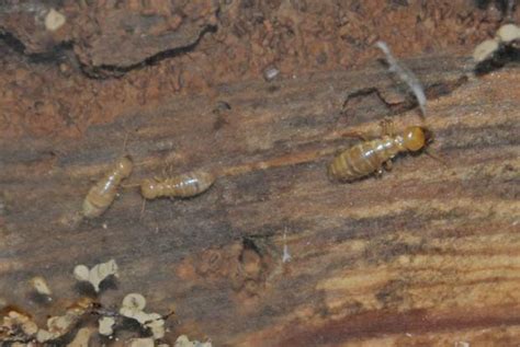 Termites Archives Portland Pest Guard