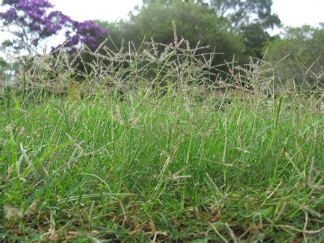 Lazy Gardening How To Kill Bermuda Grass In 10 Easy Steps