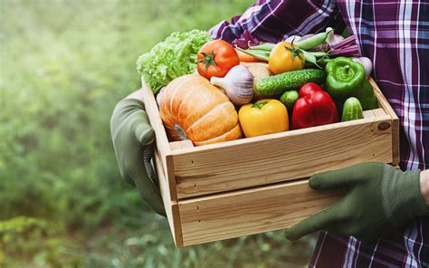 Local farm offers fresh produce picked the day you get it - airdrielife