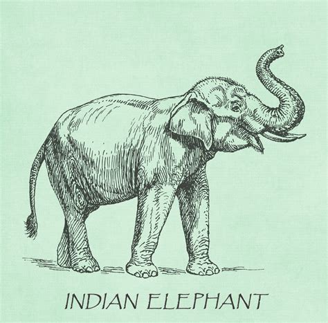 Elephant Vintage Illustration Free Stock Photo Public Domain Pictures