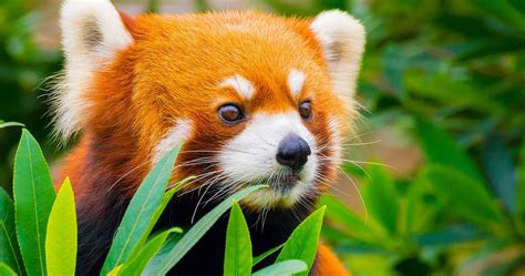 Endangered Red Pandas Rescued From Smuggler In Laos Thethings