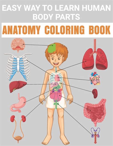 Easy Way To Learn Human Body Parts Anatomy Coloring Book Cool Easy To