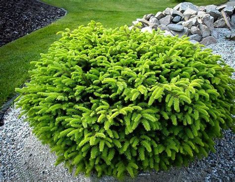 Sedum blue spruce greatgardenplants com. Bird's Nest Norway Spruce Shrub (1 Gal)- Hardy, uniquely ...
