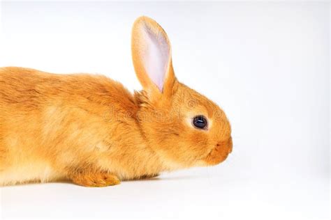 Red Pretty White Rabbit On A White Background Stock Photo Image Of