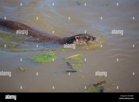 Otter Swimming In Pond At Wildlife Centre Stock Photo Alamy