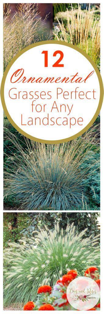 12 Ornamental Grasses Perfect For Any Landscape ~ Bees And Roses