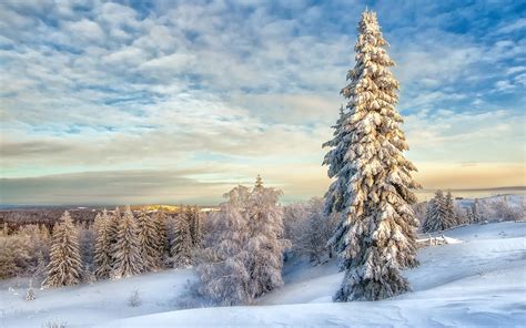 1450x450 Winter Landscape With Snow Covered Trees 1450x450 Resolution