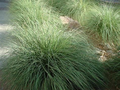 The leaves of the upper part of the stem are similar but much smaller. 82 best Grasses for Tucson/Sunset Zone 12 images on ...