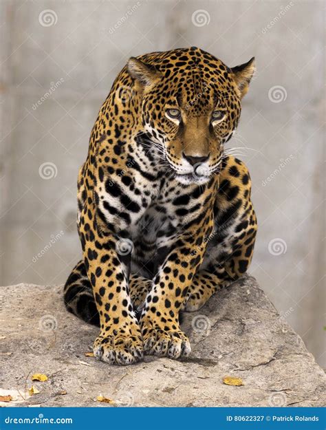 Jaguar Stock Image Image Of Rock America Predator 80622327