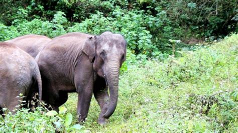 Wild Elephants Invade Yunnan Village In Search Of Food China Plus