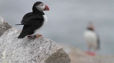 Puffin Cam Live Video Of Wild Puffins In Maine