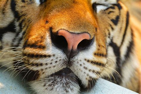 Hd Wallpaper Close Up Photo Of Tiger Cat Animal Big Nature