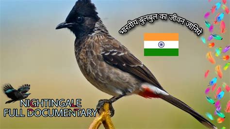 Brief Documentary On Indian Nightingale🐦🐦technosoniji Birdsofindia