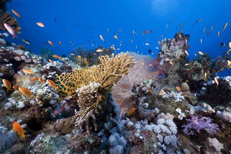 Tropical Marine Life In The Red Sea Stock Photo Image