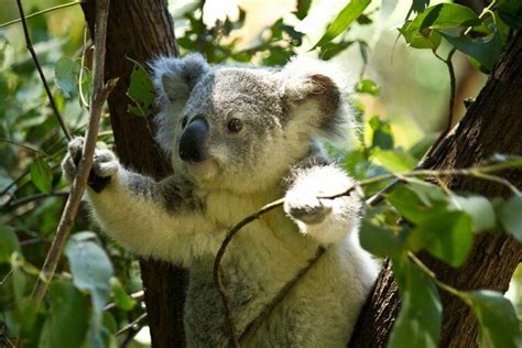 Sloth Vs Koala So Similar In So Many Ways
