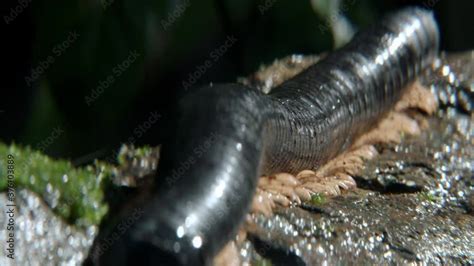 Giant Millipede Of Thailand Walking On A Wet Mossy Tree Trunk Log