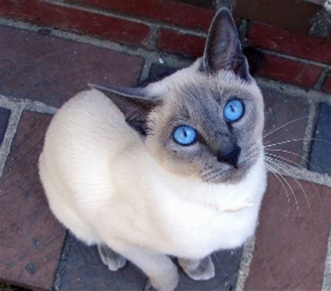 The Siamese Cat An Iconic Breed Kittens Whiskers