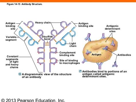 163 Ch 14lecturepresentation