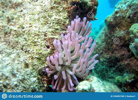 Purple Sea Anemones Water Dwelling Predatory Animals Of The Order