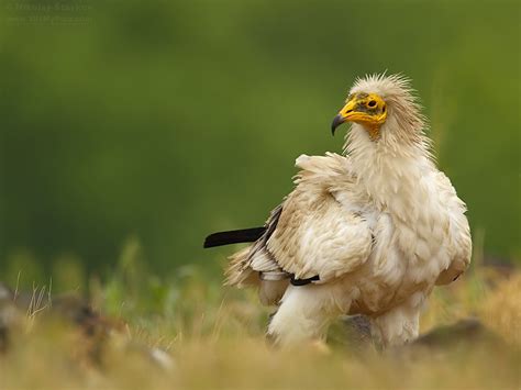 Wildlife Egyptian Vulture Beautiful Bird In The World