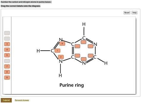 Solved Number The Carbon And Nitrogen Atoms In Purine Bases Drag The