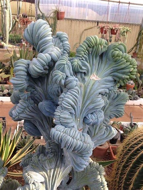 40 Strange And Unique Succulents Youve Probably Never Seen Before Weird
