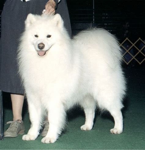 Sometimes, you may find dogs and puppies for free to a good. Samoyed Puppies For Sale Illinois | Top Dog Information