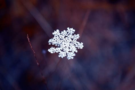 Did You Know That No Two Snowflakes Are The Same Heres Why
