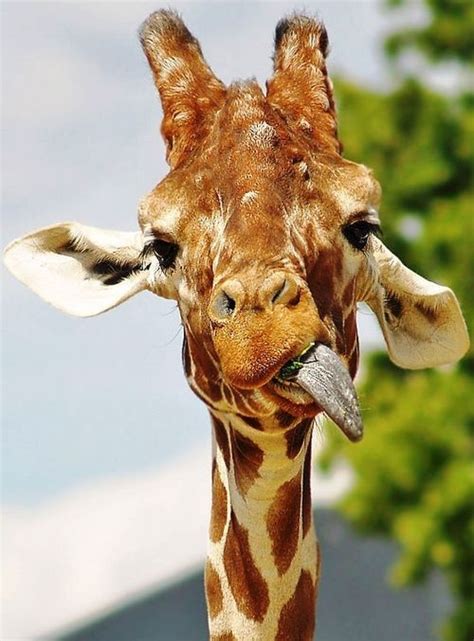 Haha Funny Giraffe Giraffe Animals Beautiful Animals