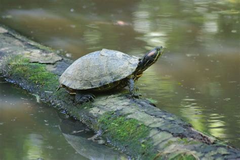 Log Reptile Shell Swamp Tortoise Turtle 4k Wallpaper And Background