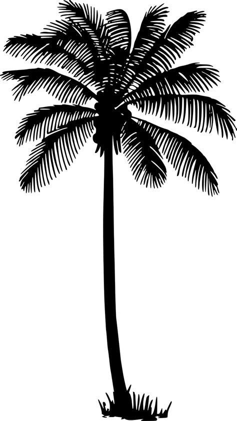 Pohon Kelapa Png Hitam Putih Palm Trees Clip Art Silhouette Leaf