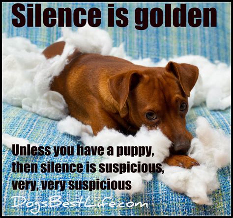 Silence Is Golden Unless You Have A Puppy Then Silence