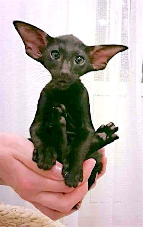 Young Oriental Shorthair With Huge Bat Ears Freethinking Animal Advocacy