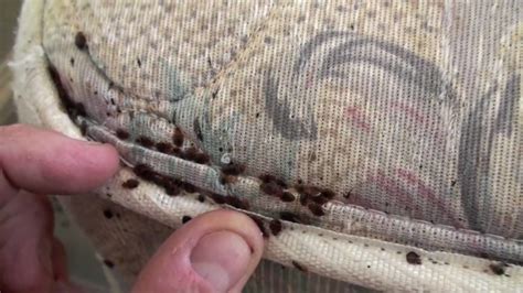 Bedbug Infestation Tips How To Handle Them How To Prevent Them And
