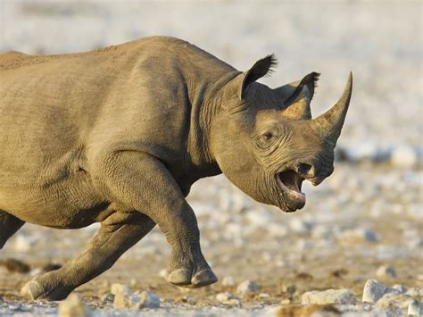 Rhino Wallpapers Fun Animals Wiki Videos Pictures Stories