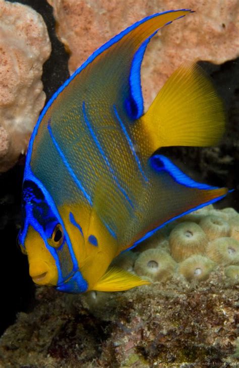 Juvenile Queen Angelfish Holacanthus Ciliaris Photographed In The