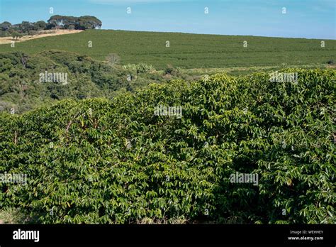 Farm Coffee Plantation In Brazil View Farm With Coffee Plantation