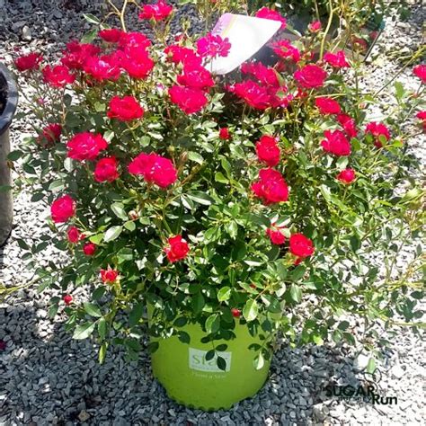 Red Drift Groundcover Rose Sugar Run Nursery